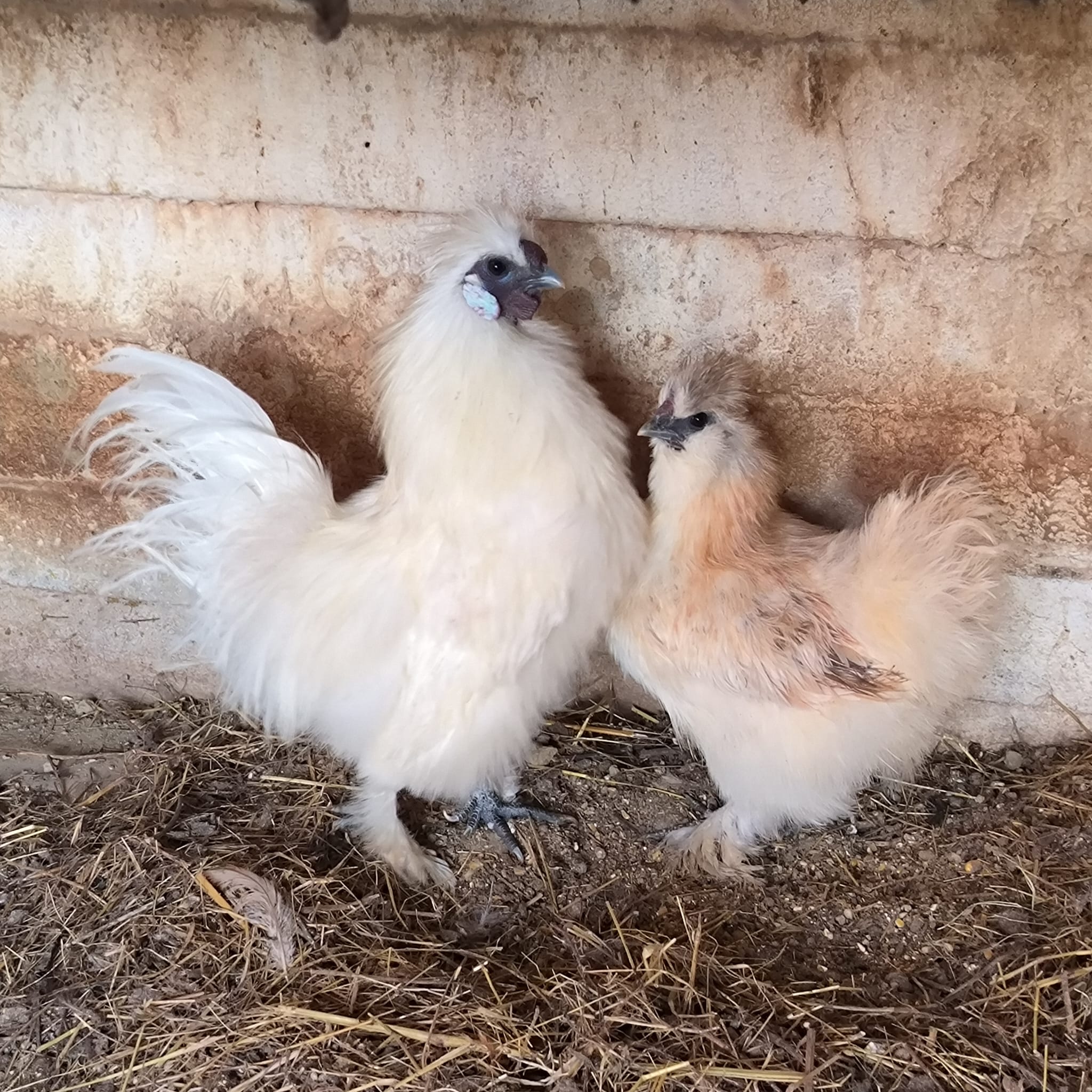 Coppia di razza Moroseta